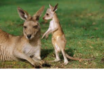 FOX/KANGAROO SQUAD