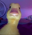 Lena_Roblox143