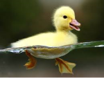 the DUCK _sqaud