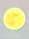 The new yeller oofers