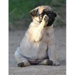 Team Pugs together C: