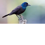 Chill Like A Bird