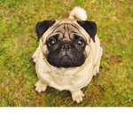 Pug Protection