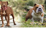 Bulldogs and pit bulls matter!!