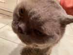 Cat_Money:)