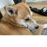 Hoshi the shiba inu.