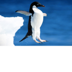 Penguin Slippers games