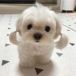 Parisxsummer
