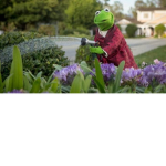 Killer Kermit