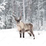 ||•Raindeers•||