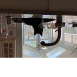Cat in the sink