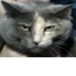 worship of cats Group Thumbnail