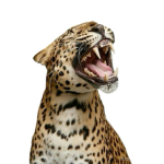 - lovely leopards -