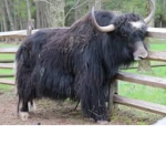 Yak Revolution