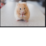 Fuzzy hamsters