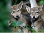 Wolves of the pack ( the alpha pack )