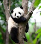 Panda helping group
