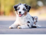 The Dogs Are Made To Stay Safe from Pounds and cat