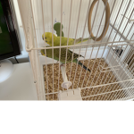 The parakeets group :>