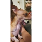 Screaming pup