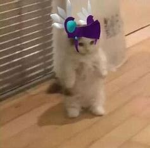 Bonk 4.2