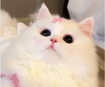 cat people unite