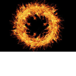 The F
