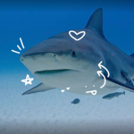 Xx Sharks xX