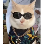 C/Cat