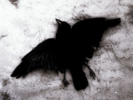 /crow