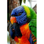 Animals are the best yay