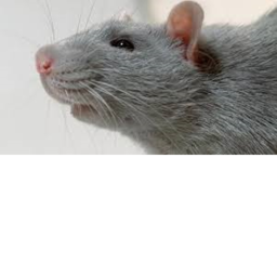 [BADGE] Rebirth Simulator Rats !
