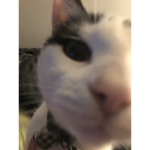 nicey13 cat