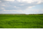 clover meadow