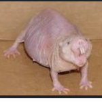 Miguel’s piggy group
