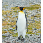 Penguin group only!