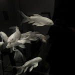 Fish >0>