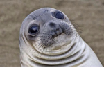 FRIENDLY SEAL