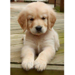 Puppies & Friends