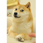 DOGE gang the 69#