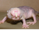 The Tribe Of Rats