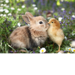 Fun Forest Animals