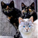 FrillCat’s friend group!