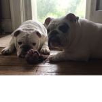 Bulldogs Love Robux. c: