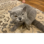 Cat g\\\\