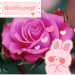 Rose fans group!