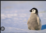 Artic gymnastics