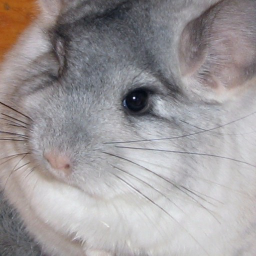 Dennis y sus ratas