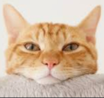 猫族