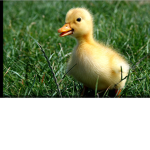 DUCKS THE RULES